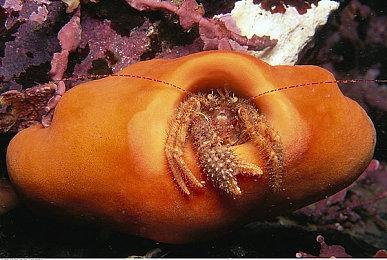 《生化危机4：重制版》MOD触发尚未使用的对话素材