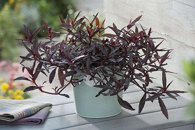 《EL NE RUE》登陆Steam 像素风探索美丽废墟